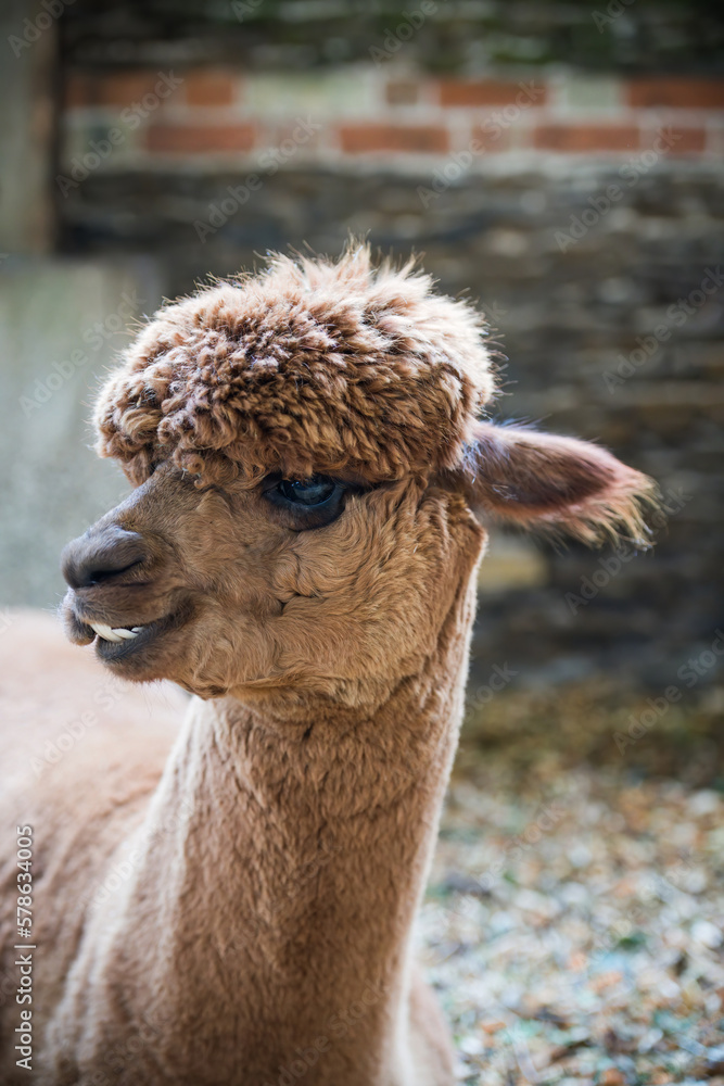Obraz premium Brown alpaca standing in a farm barn
