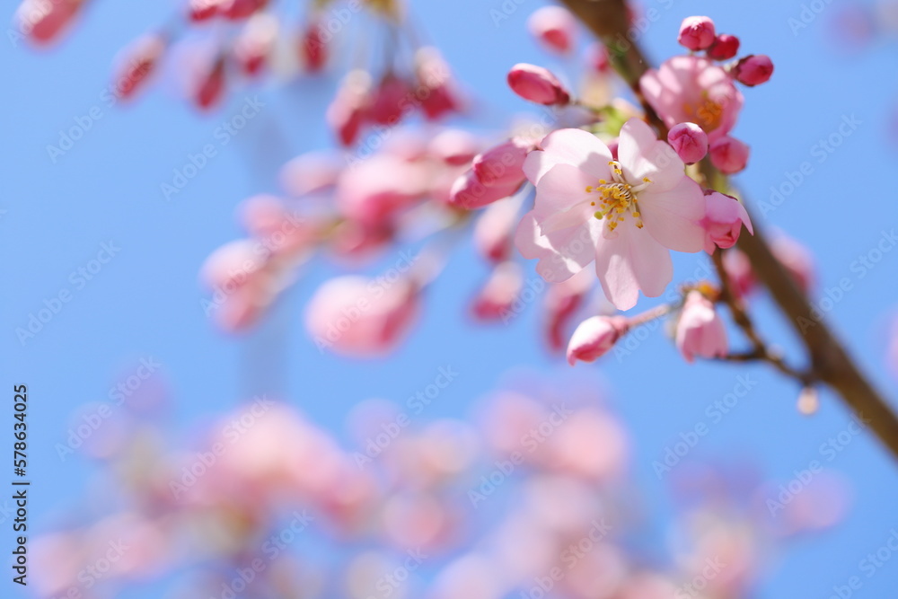 咲き始めた淡いピンクの思川桜 咲き始めた淡いピンクの思川桜