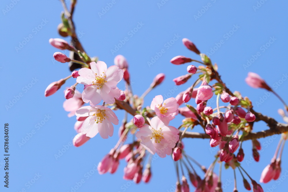 咲き始めた淡いピンクの思川桜 咲き始めた淡いピンクの思川桜