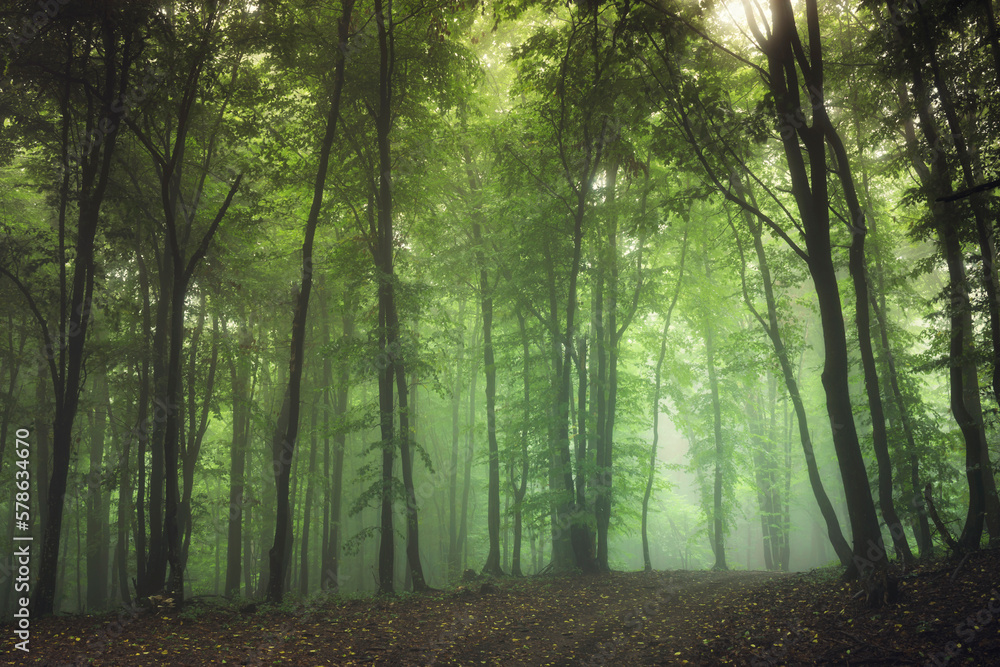 Fototapeta premium green misty natural woods landscape
