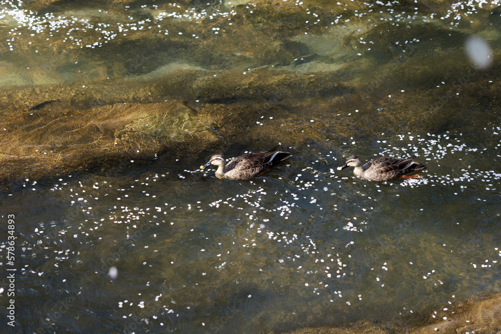 Fototapeta premium カモと桜の花びら