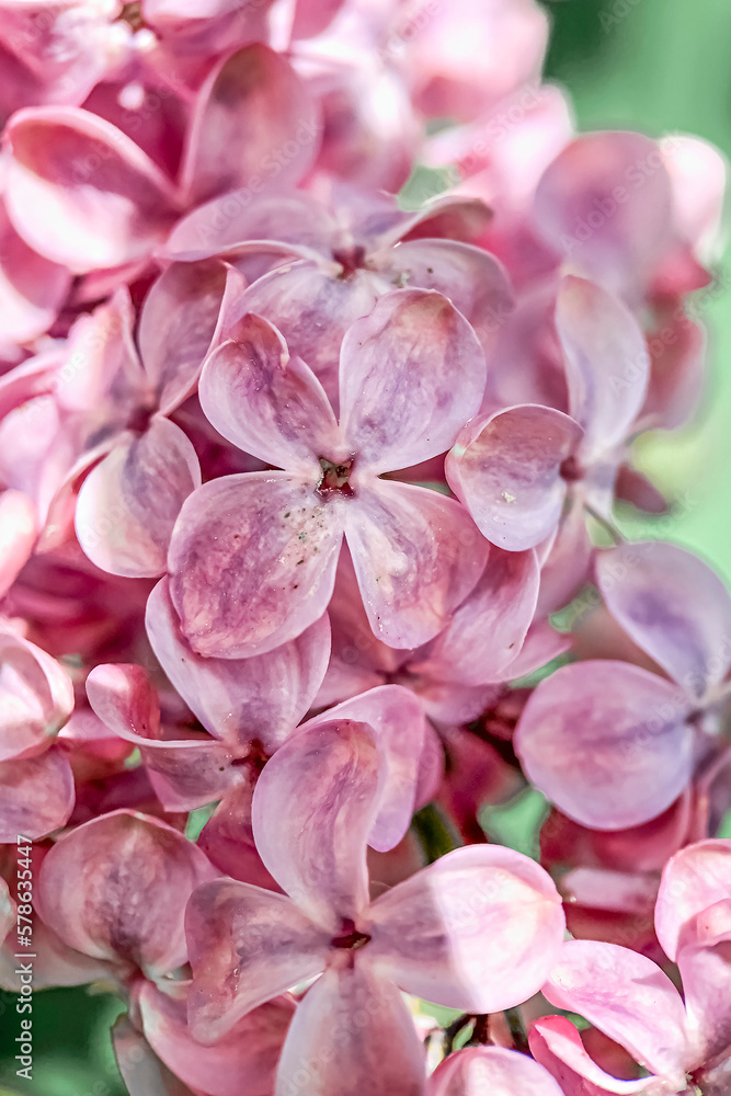 Background from blooming branches of pink lilac. Spring.