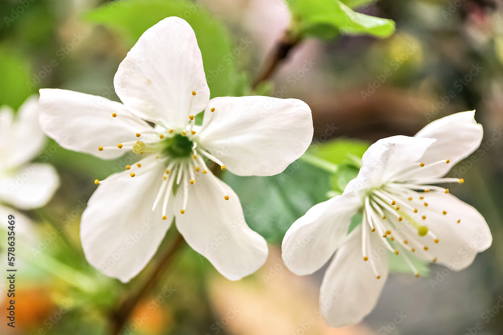Obraz premium White apple blossoms close-up. Flowering of orchards in spring