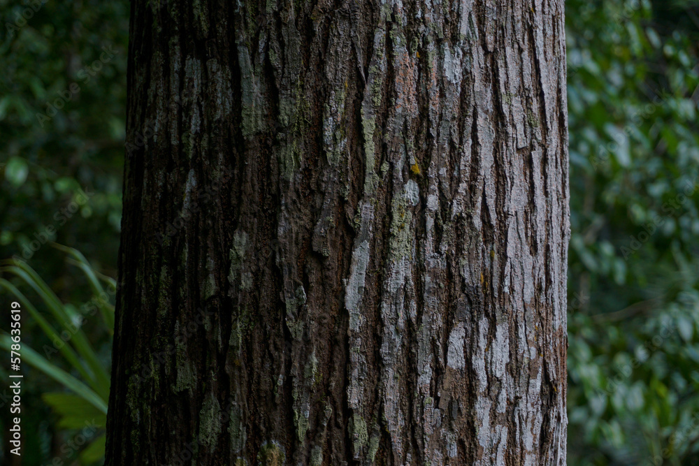 detail of a large bark that is in the forest detail of a large bark that is in the forest