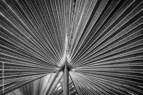 Selective shallow focused black and white abstract fractal floral view of palm leaf