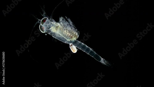 Mizida shrimp and parasitic Isopoda larva under a microscope, at stage of kryptonium, at this stage it searches for crayfish or crabs that serve as final hosts of this type of parasite. Red sea photo