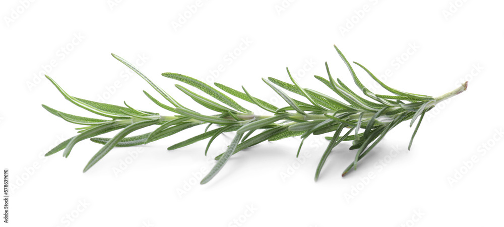 Fresh green rosemary isolated on white. Aromatic herb Fresh green rosemary isolated on white. Aromatic herb