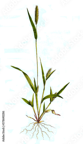Panicum viride, Grüne Borstenhirse, Synonym: Setaria viridis