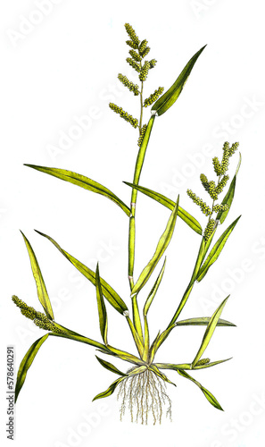 Panicum crus galli, Hühnerhirse, Echinochloa crus-galli