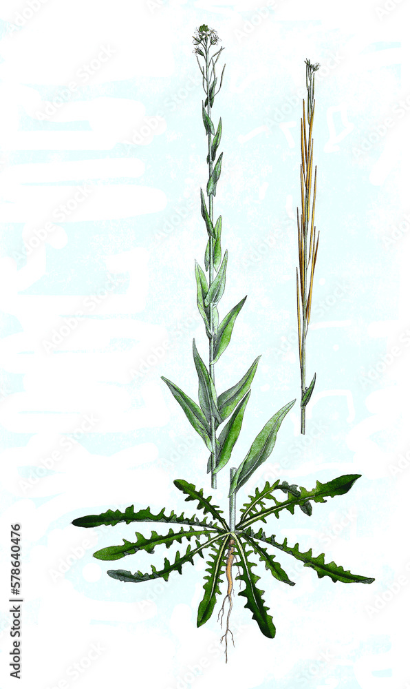 Turmkraut, Turritis glabra, auch Turmkresse oder Kahle Gänsekresse