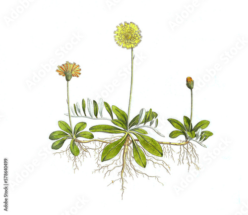 Kleines Habichtskraut  Hieracium pilosella