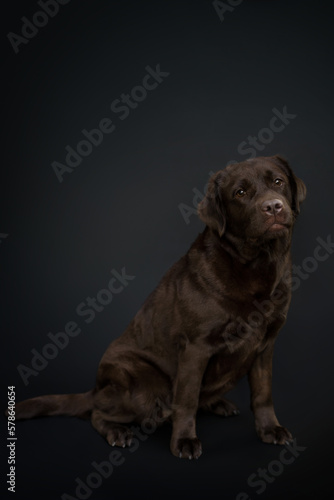 chocolate labrador retriever portrait on black background