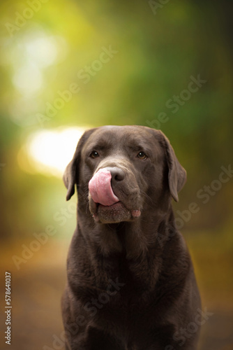 funny chocolate labrador retriever portrait with tongue in green nature park