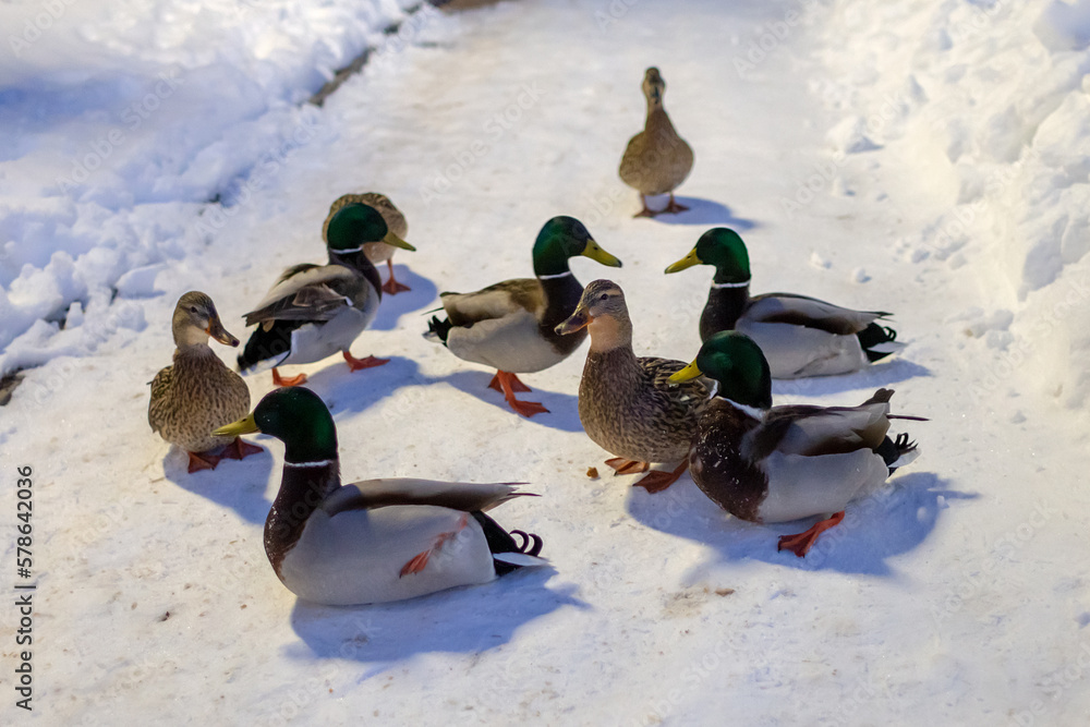 Fototapeta premium Latvian ducks in the snow, March