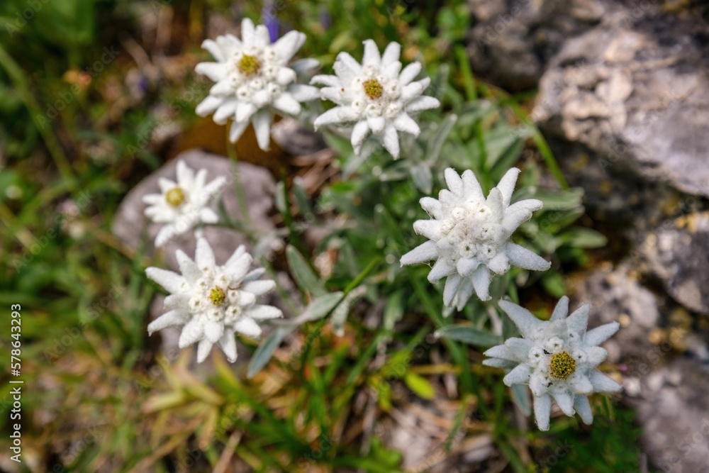 Beautiful bouquet of flowers made from the very rare flowers of the edelweiss mountain flower. Isolated rare and protected wildflower edelweiss growing in natural environment high up in the mountains Beautiful bouquet of flowers made from the very rare flowers of the edelweiss mountain flower. Isolated rare and protected wildflower edelweiss growing in natural environment high up in the mountains