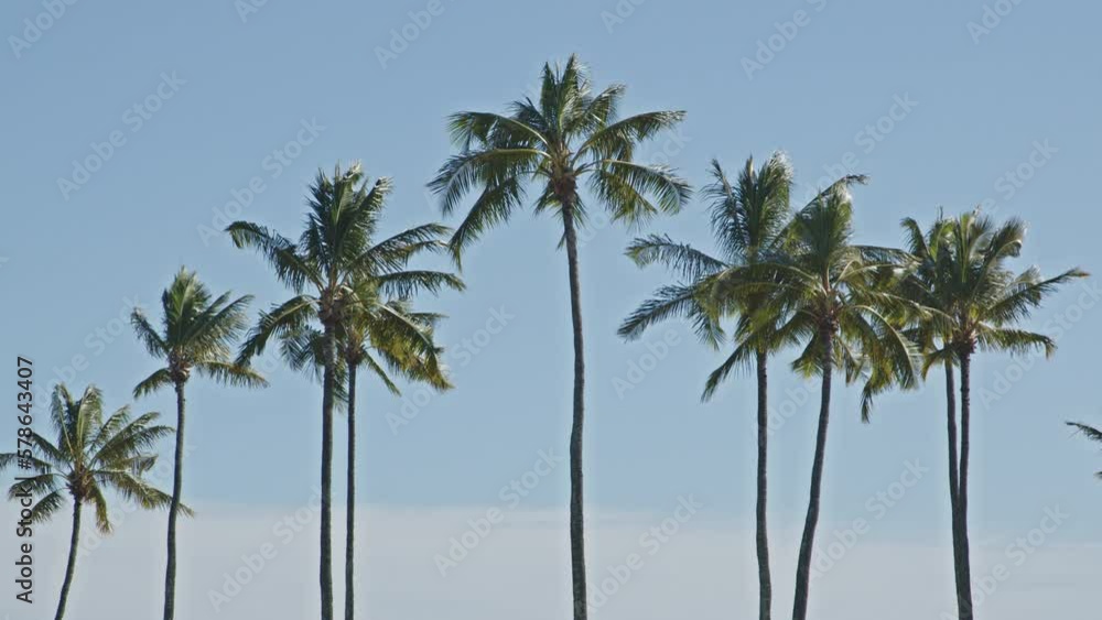 Hawaii palm trees blowing in the wind in and out of focus Hawaii palm trees blowing in the wind in and out of focus
