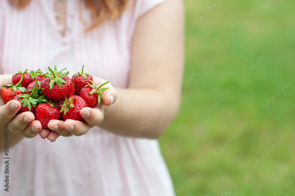 strawberry red, fresh, sweet, in the hands of a girl, a person with berries, strawberries without a face, ecologically clean farm berry, vitamins, proper nutrition, diet, health strawberry red, fresh, sweet, in the hands of a girl, a person with berries, strawberries without a face, ecologically clean farm berry, vitamins, proper nutrition, diet, health