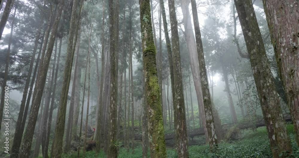 Fog in the forest at Alishan national forest recreation area of taiwan