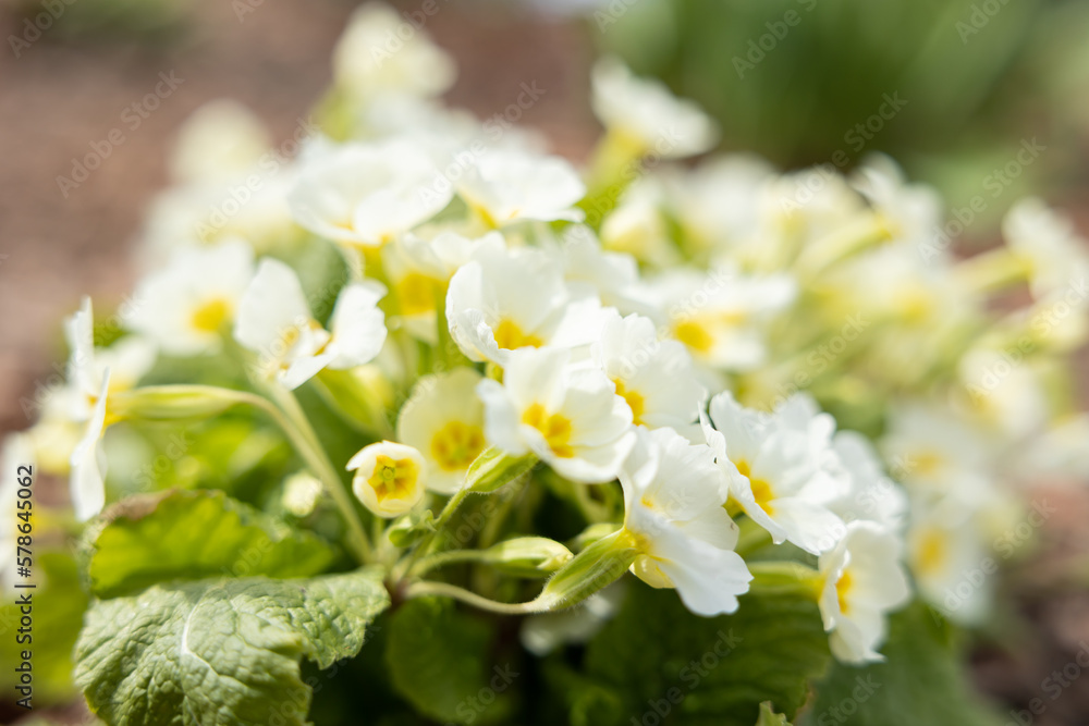 Primula Vulgaris. Spring white primrose flowers in garden. Floral background. Selective focus Primula Vulgaris. Spring white primrose flowers in garden. Floral background. Selective focus