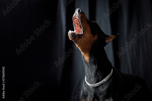 Foto Portrait of doberman dog on black background studio
