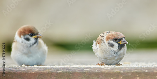 Sparrow. Sparrows are a family of small passerine birds, Passeridae. They are also known as true sparrows, or Old World sparrows, names also used for a particular genus of the family, Passer.