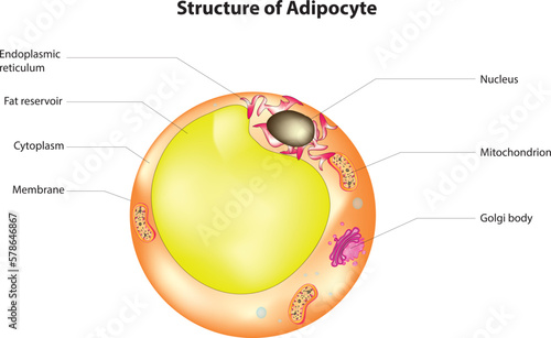 adipocyte diagram photo