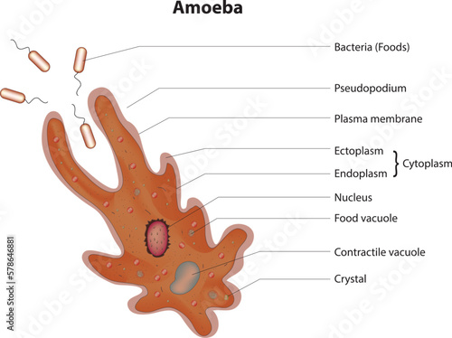 amoeba diagram