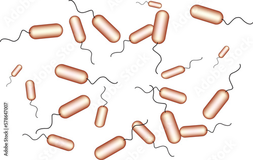 Bacillus bacteria 