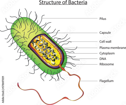 bacteria diagram photo