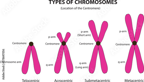 chromosome  types photo