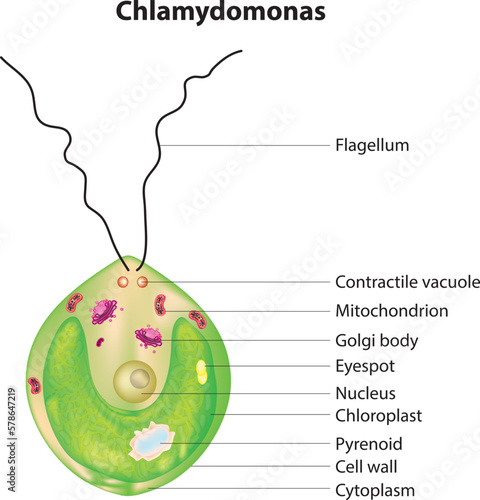 chlamydomonas diagram