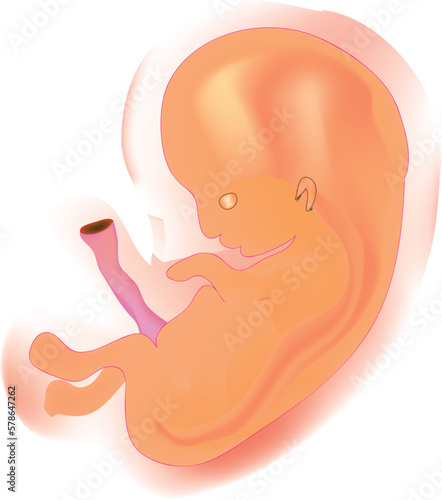 Embryo (the stage after the fertilization of the egg that precedes the development into a fetus)