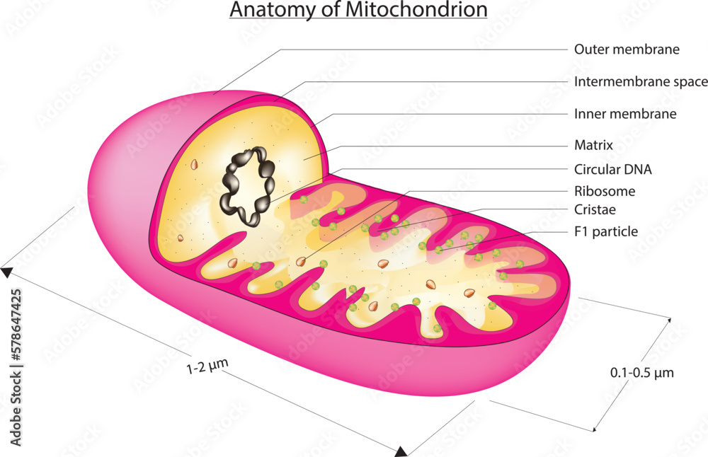 Structure of Mitochondria (a doublemembraned, rodshaped structure