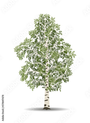 Vector drawing of birch tree. Isolated vector illustration of birch tree on a white background.