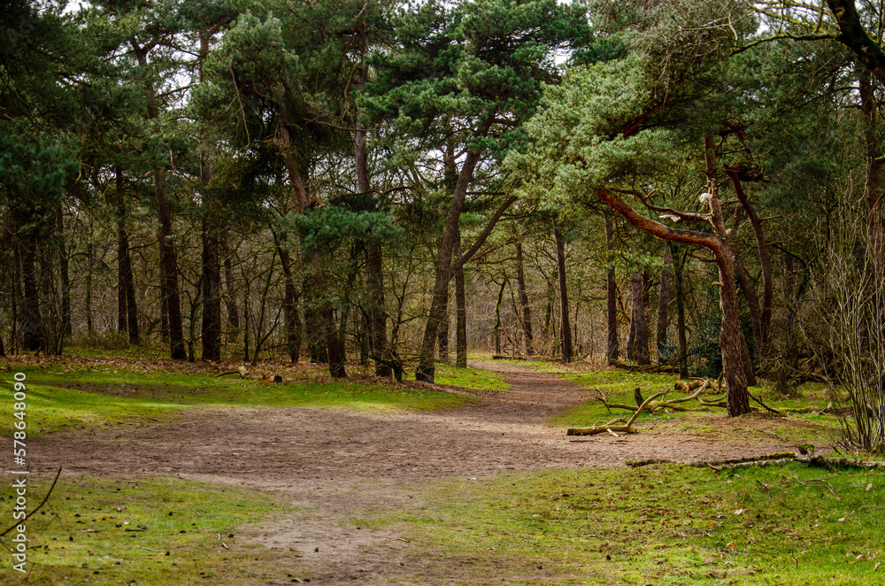 Footpath across an open space in a forest with mainly coniferous trees near Oosterhout, The Netherlands Footpath across an open space in a forest with mainly coniferous trees near Oosterhout, The Netherlands