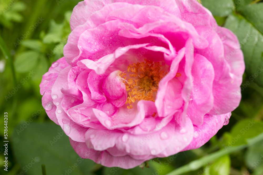 A tea rose flower in the drops of morning dew. A tea rose flower in the drops of morning dew.