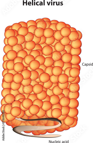Helical virus (the viral nucleic acid coils into a helical shape and the capsid proteins wind around the inside or outside of the nucleic acid, forming a long tube or rod-like structure)