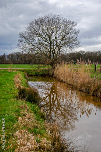 Tree reflecting in a ditch lined with reeds and grass in an open landscape in the province of Brabant, The Netherlands photo