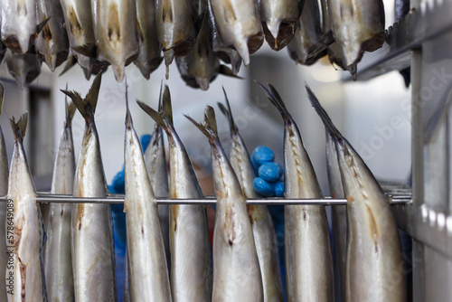 Fresh mackerel ready for the process of smoking in the oven.