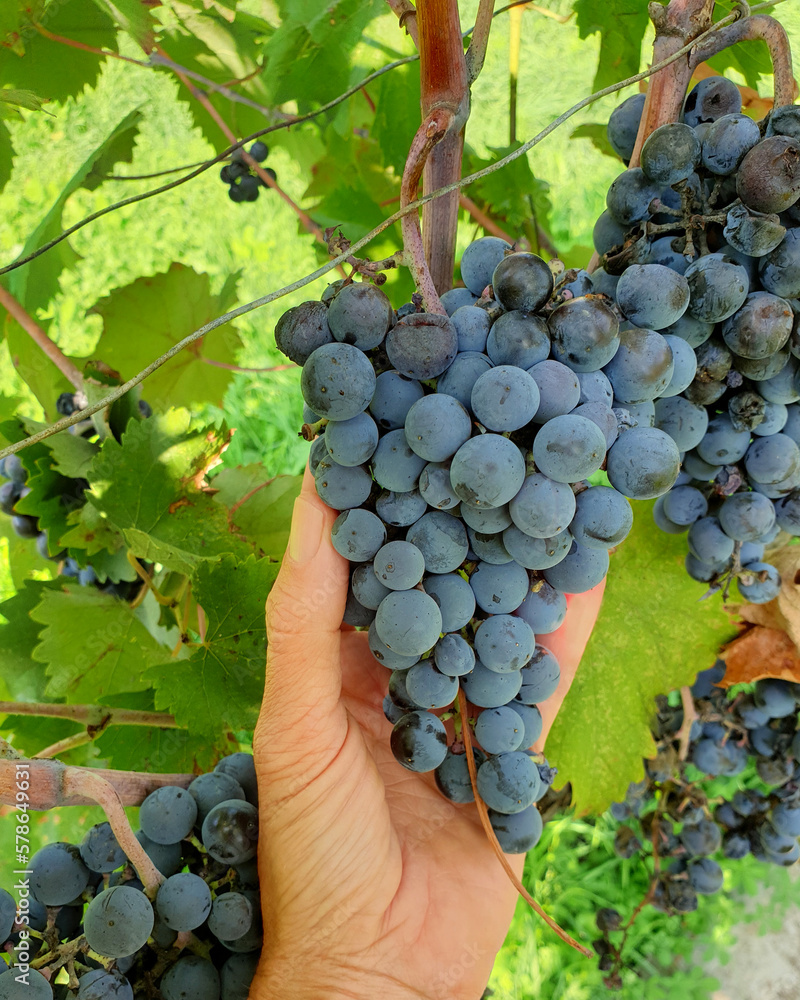 cropped hand holding bunch of dark grapes growing on vine 