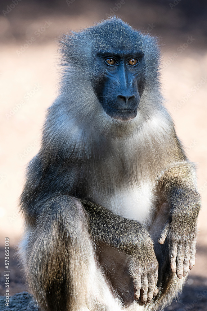 Animal of drill sitting quietly on the rock, view in sunlight. Mandrillus leucophaeus Animal of drill sitting quietly on the rock, view in sunlight. Mandrillus leucophaeus