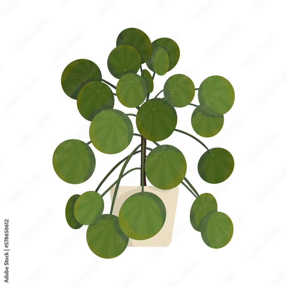 Obraz premium Pilea Plante verte 4 Illustration 