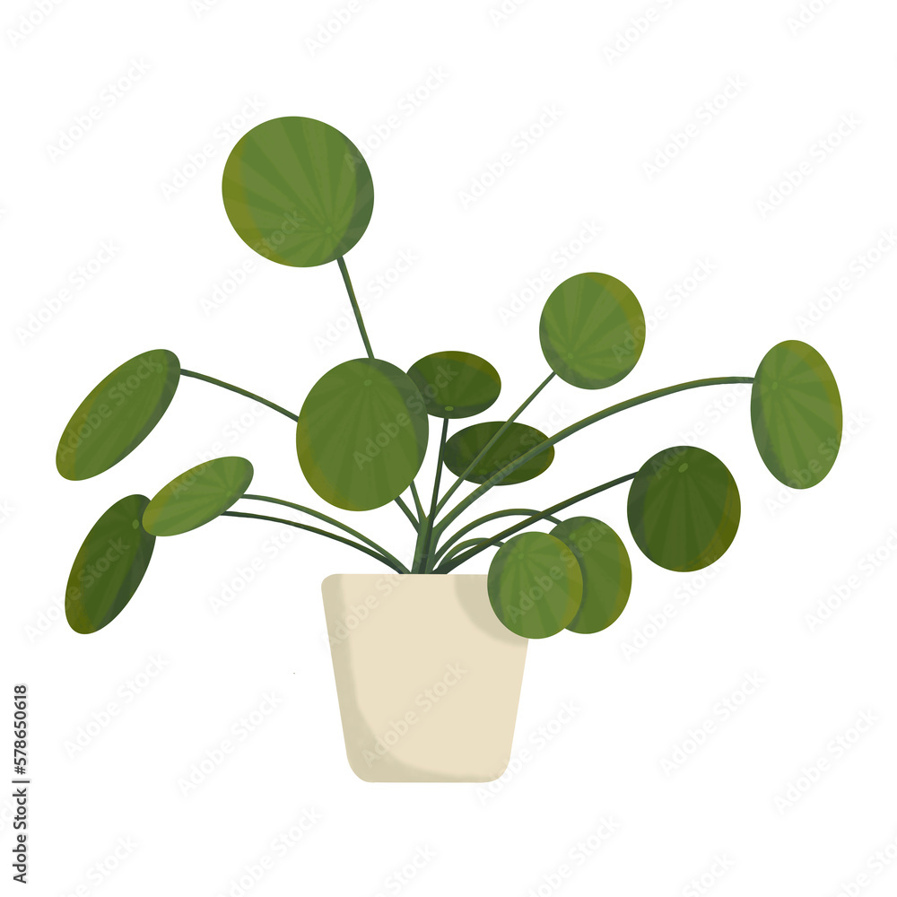 Obraz premium Pilea Plante verte 5 Illustration 