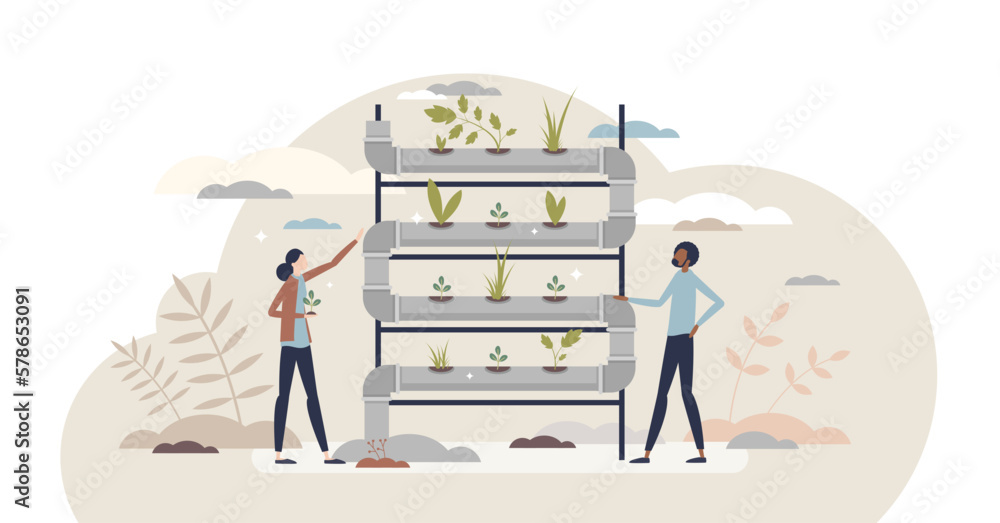 Hydroponic farming as sprouts and water pipeline farming tiny person concept, transparent background. Sustainable agriculture and plant irrigation system with vertical modern pots wall illustration.