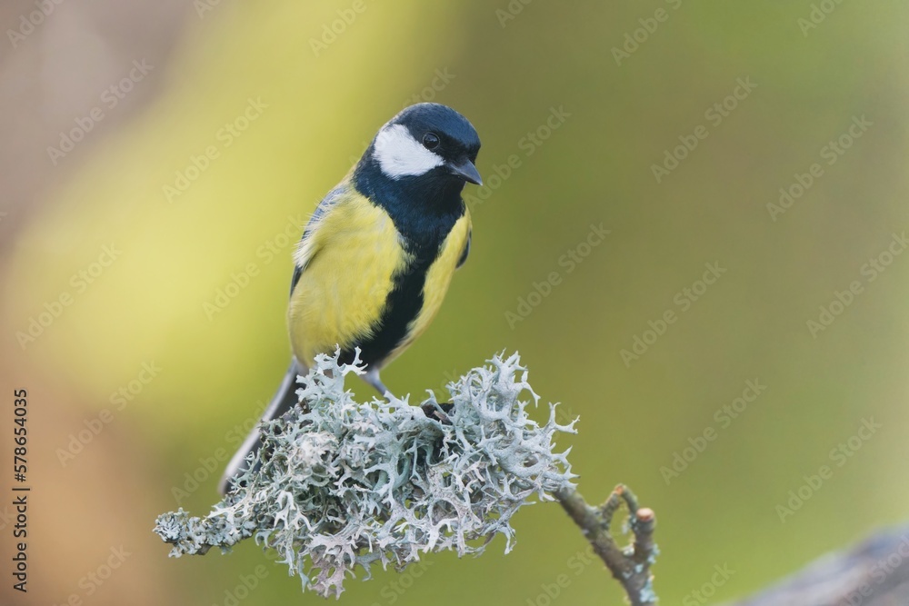 Obraz premium A great tit sitting on the branch with a lichen. Parus major.
