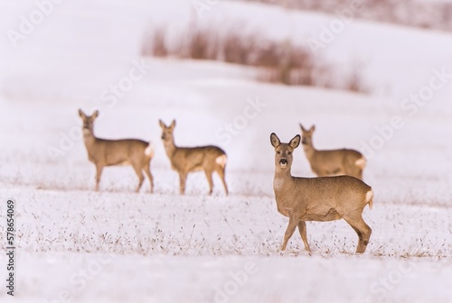 Canvas Print A herd of roe deer in a winter landscape. Capreolus capreolus.