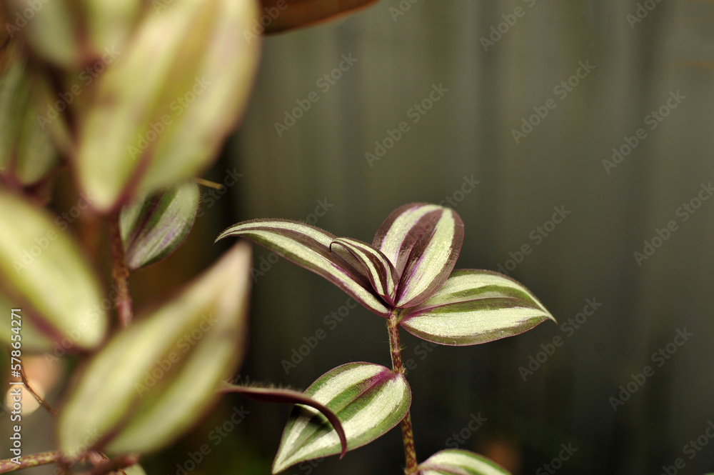 planta ornamental verde planta ornamental verde