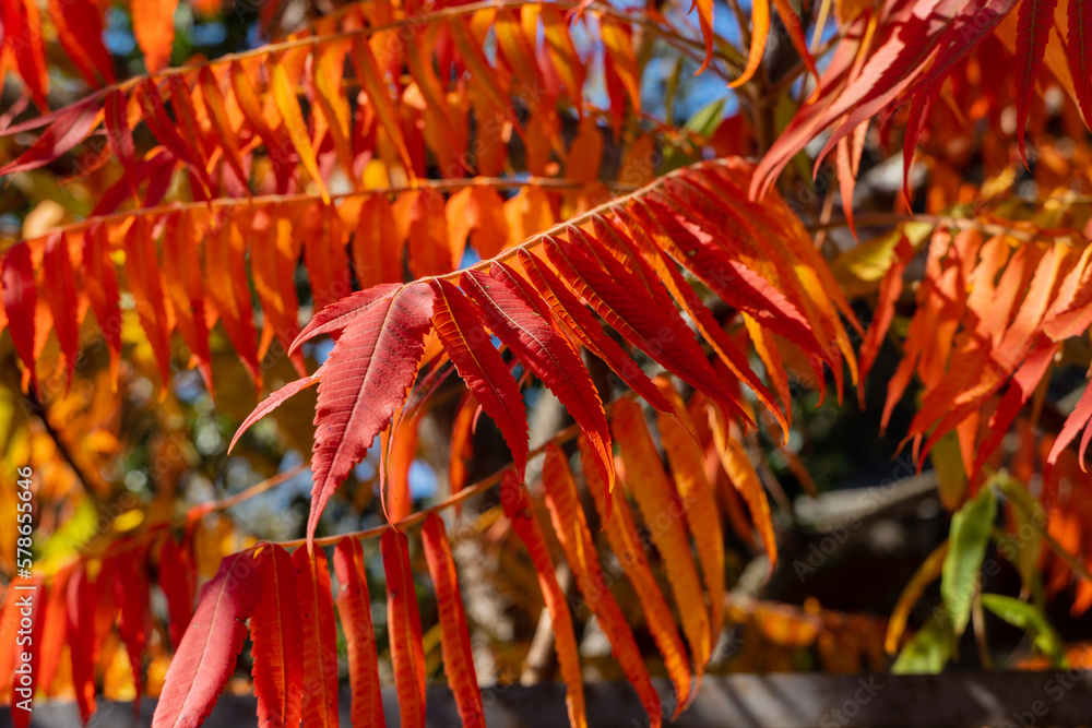 Red, orange, yellow sumac leaves on blurred background..Autumn colors