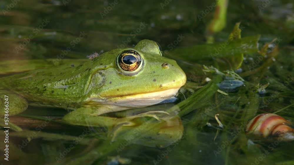 Green Marsh frog or Eurasian marsh frog (Pelophylax ridibundus) half submerged in water tries to drive mosquitoes off the body with a quick eye movement, close-up. Green Marsh frog or Eurasian marsh frog (Pelophylax ridibundus) half submerged in water tries to drive mosquitoes off the body with a quick eye movement, close-up.