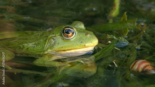 Wallpaper Mural Green Marsh frog or Eurasian marsh frog (Pelophylax ridibundus) half submerged in water tries to drive mosquitoes off the body with a quick eye movement, close-up. Torontodigital.ca